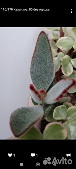 Разные растения