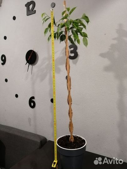 Фикус бенджамина