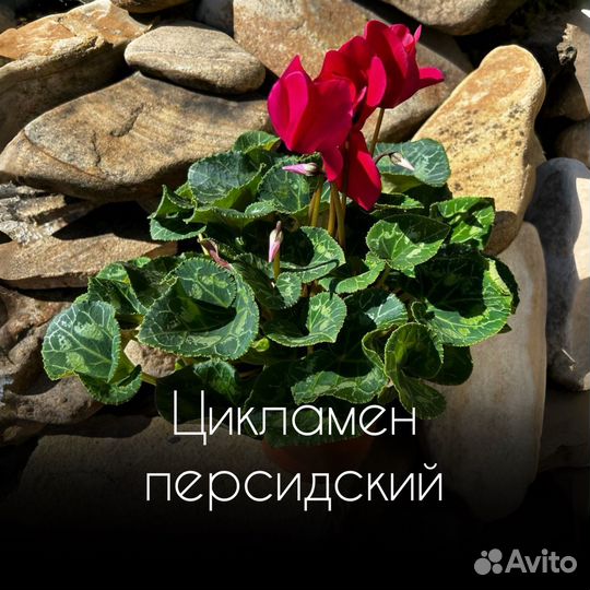 Цикламен персидский