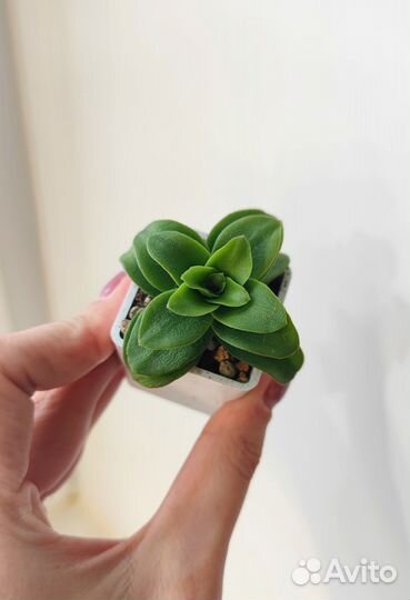 Алоэ, крассулы