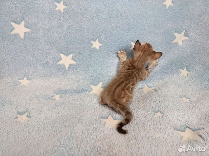 Снежные бенгальские котята