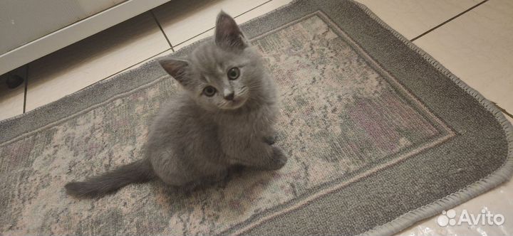Шотландские котята