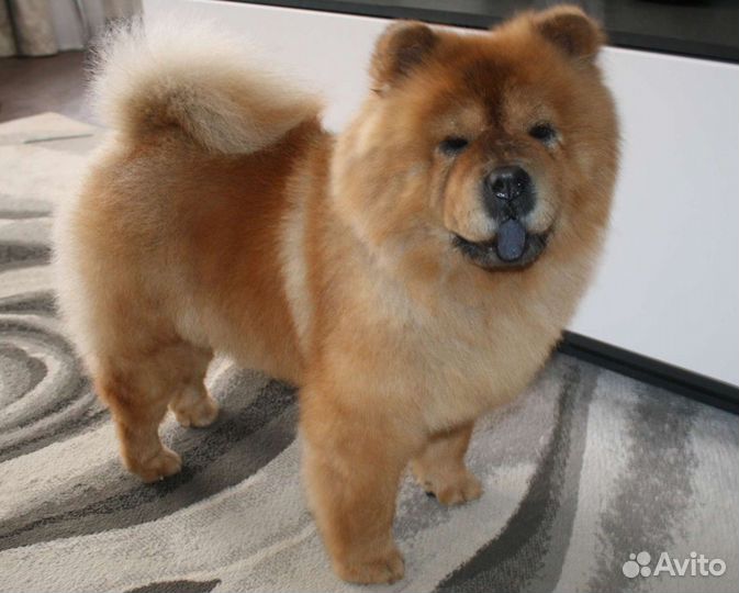 Стрижка собак и кошек