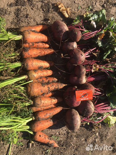 Свекла водан