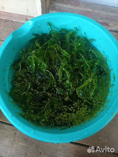 Роголистник