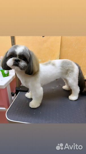 Груминг, стрижка собак и кошек