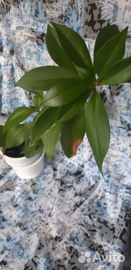 Цветы комнатные