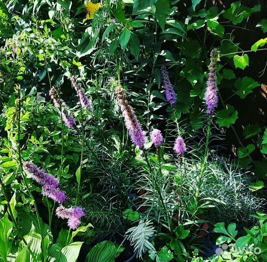 Астильба,Хосты,Лихнис,Монарда