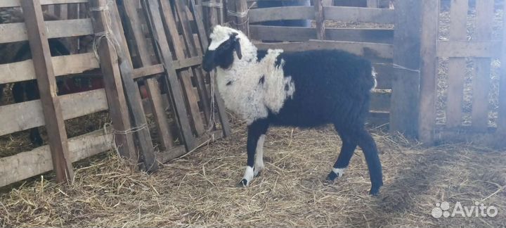 Баранчики дорпер