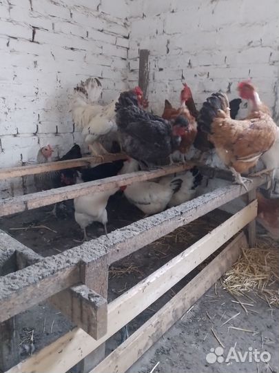 Куры несушки