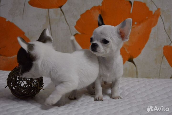 Чихуахуа mini и micro РКФ