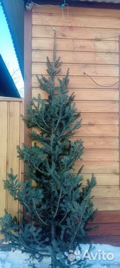 Пихта новогодняя
