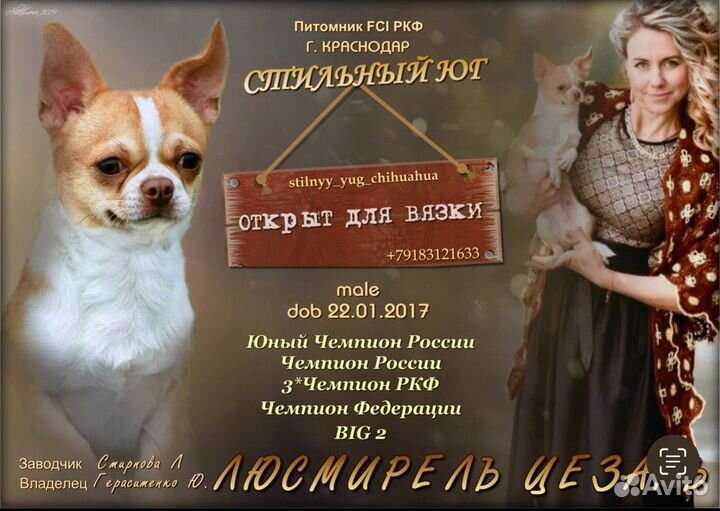 Вязка собак чихуахуа