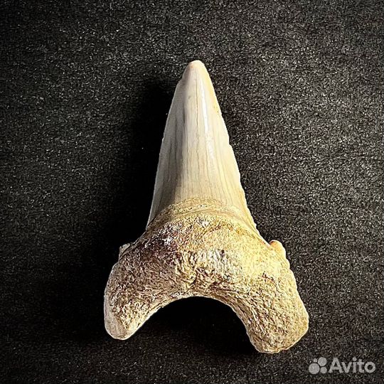 Зуб акулы Otodus окаменелость ископаемое