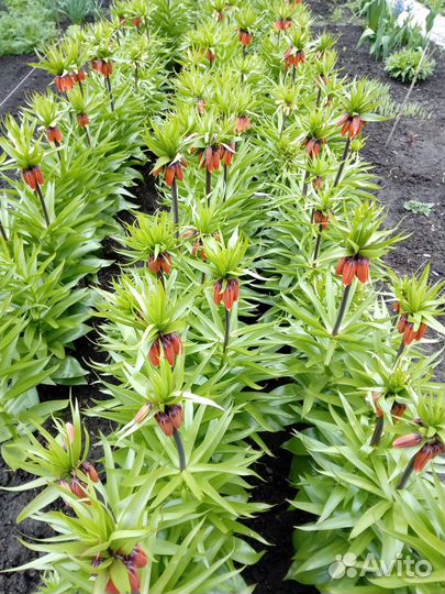 Рябчик луковицы