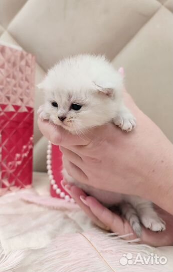 Котята породы шотландская серебристая шиншилла