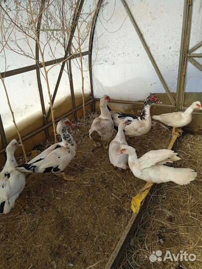 Индоутки тяжелой линии