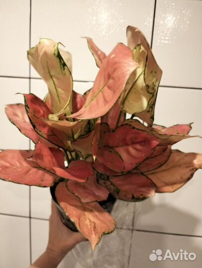 Розовая аглаонема 15см