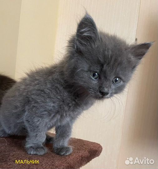 Котята В добрые руки бесплатно