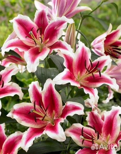 Лилия саженцы Мисс Марпл