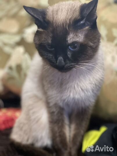 Тайские котята
