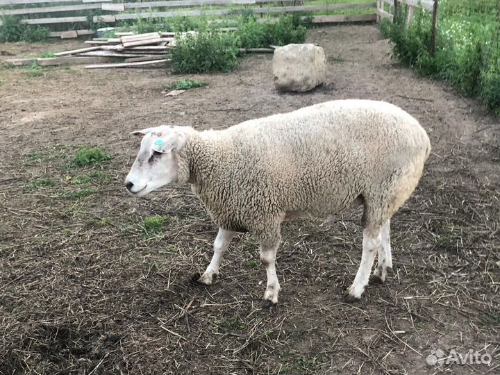 Баран тексель