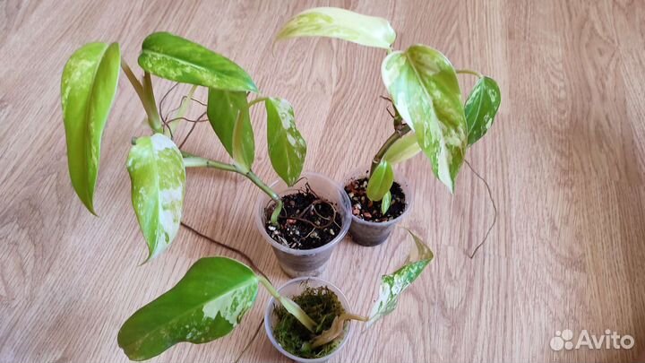 Филодендрон сциндапсус