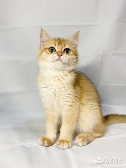 Британские золотые шиншиллы девочки