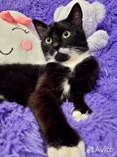 Котик ищет дом