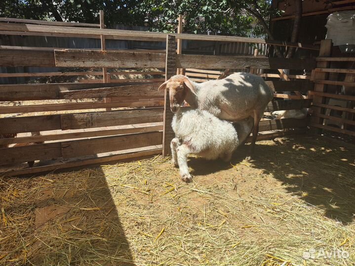 Овцы бараны