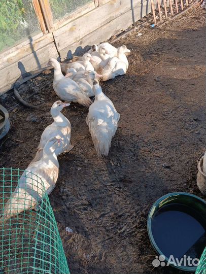 Продам индоуток. Вывод 4 апреля