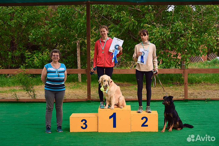 Дрессировка и воспитание собак