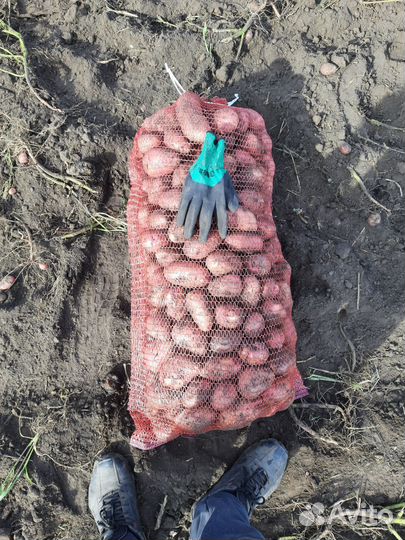 Продаю картофель