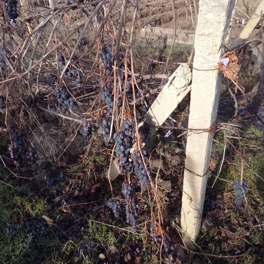 Участок 10 сот. (СНТ, ДНП)