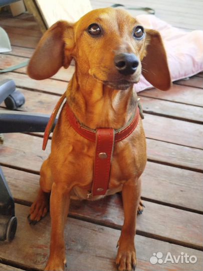 Щенки цвергпинчера