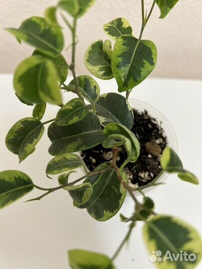 Фикус бенджамина ирен