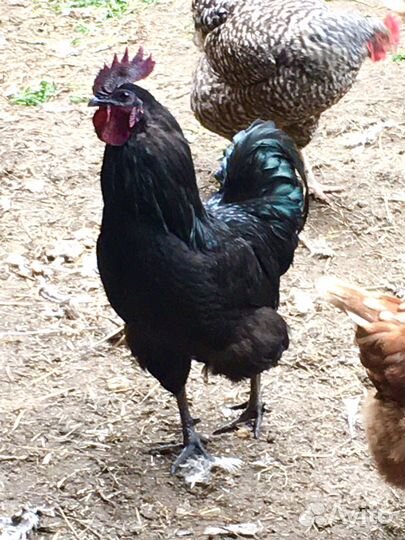 Петушки породы Ухейлюль