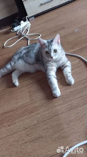 Продам котят