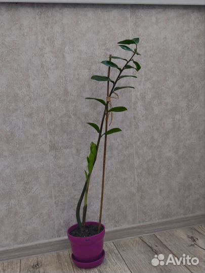 Замиокулькас