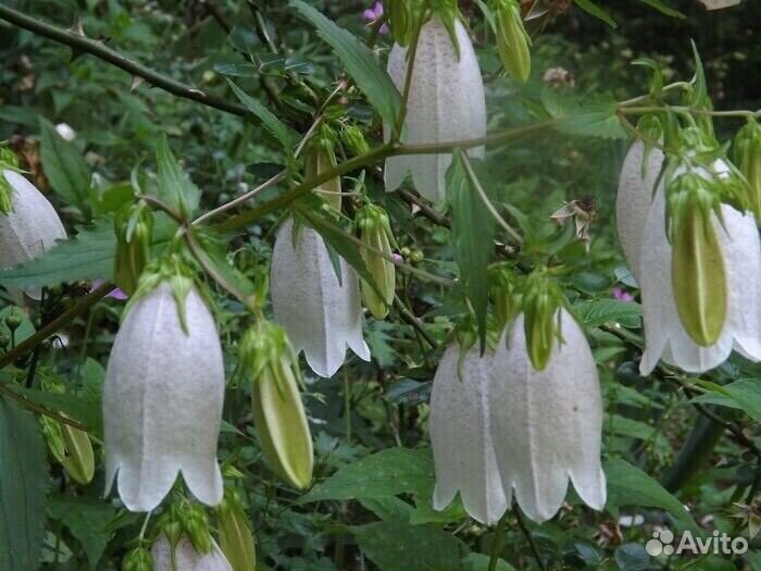 Садовые излишки