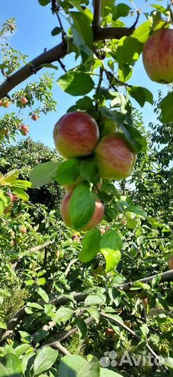 Продаю яблоки