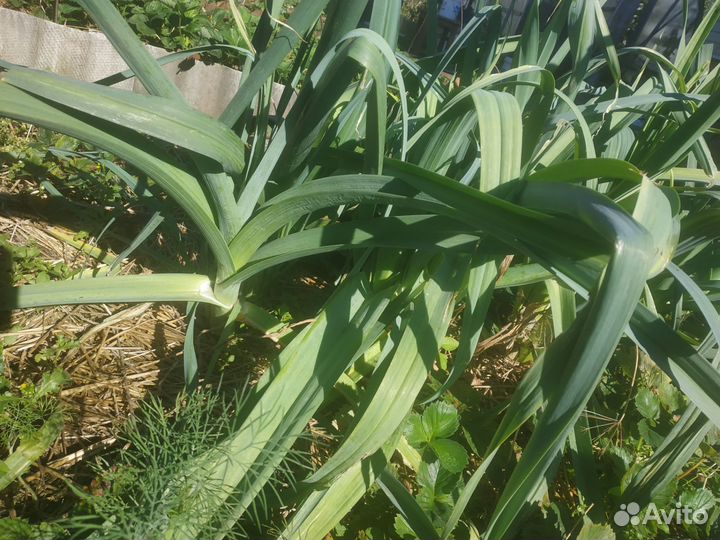 Свежая зелень