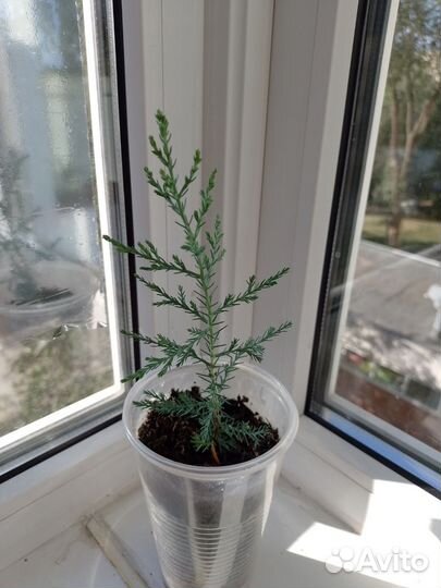 Можжевельник