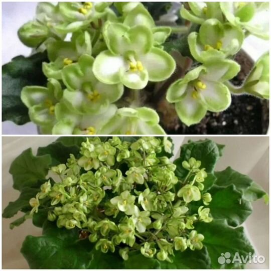 Фиалка, фиалки