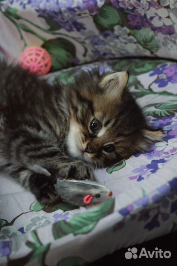 Пристраиваются котята Сима и Семен