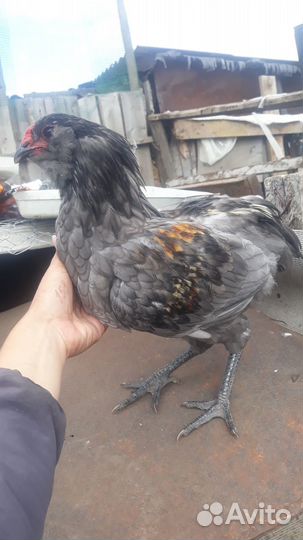 Петушки Америукана