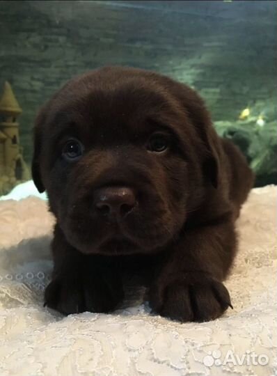 Щенки лабрадора