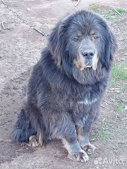 Тибетский мастиф