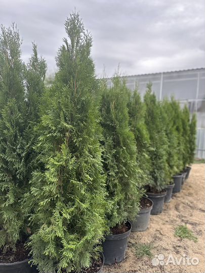 Туя смарагд