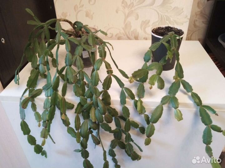 Декабрист шлюмбергера